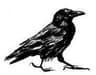 Raven